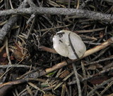 Ripartites tricholoma image