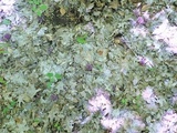 Clavaria zollingeri image