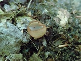 Humaria hemisphaerica image