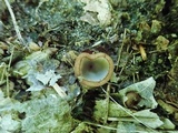 Humaria hemisphaerica image