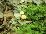 Hygrocybe parvula image