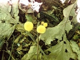 Hygrocybe parvula image
