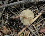 Ripartites tricholoma image