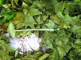 Xerula megalospora image