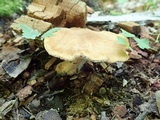Polyporus radicatus image
