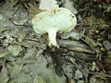 Polyporus radicatus image