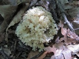 Sebacina sparassoidea image