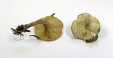 Ripartites tricholoma image