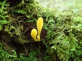 Microglossum rufum image