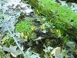 Microglossum rufum image