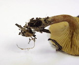 Ripartites tricholoma image