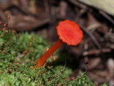 Hygrocybe miniata image