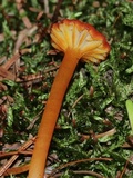 Hygrocybe miniata image