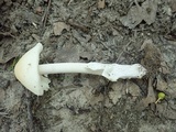 Amanita sect. Vaginatae image