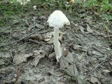 Amanita sect. Vaginatae image