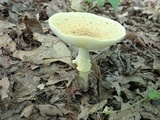 Amanita flavorubens image