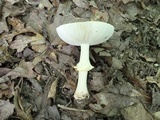 Amanita flavorubens image