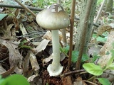 Amanita brunnescens image
