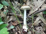 Amanita brunnescens image