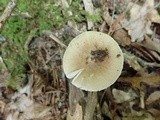 Amanita solaniolens image