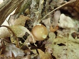 Amanita solaniolens image