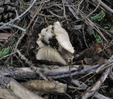 Tricholoma vernaticum image
