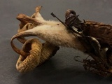 Mycena nivicola image