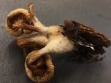 Mycena nivicola image