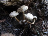 Mycena nivicola image