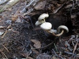 Mycena nivicola image