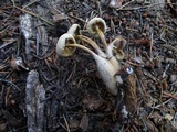 Mycena nivicola image