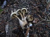 Mycena nivicola image