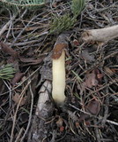 Verpa conica image
