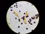 Panaeolus cyanescens image