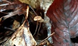 Crinipellis setipes image