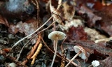 Crinipellis setipes image