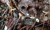 Crinipellis setipes image