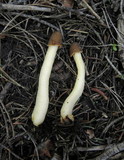 Verpa conica image