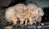 Panus lecomtei image