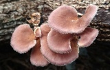 Panus lecomtei image