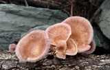 Panus lecomtei image
