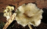 Chrysomphalina strombodes image