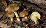 Chrysomphalina strombodes image