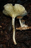 Chrysomphalina strombodes image