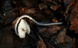 Coprinopsis lotinae image