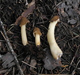 Verpa conica image