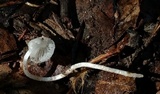 Coprinopsis lotinae image