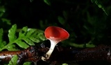 Sarcoscypha occidentalis image
