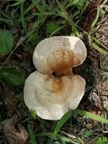 Ganoderma curtisii image