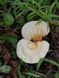 Ganoderma curtisii image